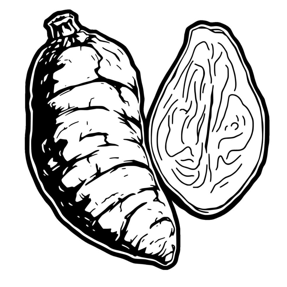 Detailed Illustration Of A Turmeric Root Showing Both Whole And Sliced Views vector