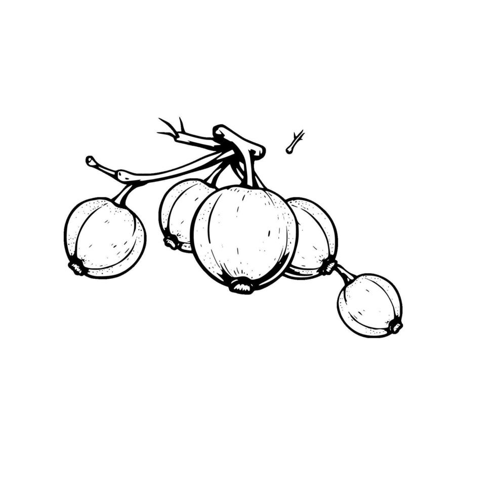 Hand-Drawn Illustration Of A Branch Of Ripe Berries vector