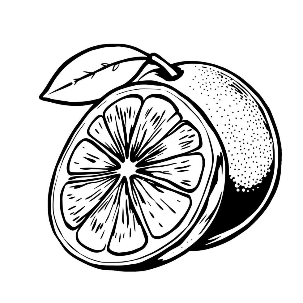 A Detailed Illustration Of A Lime Halved Showing Its Refreshing Interior And Vibrant Green Leaf vector