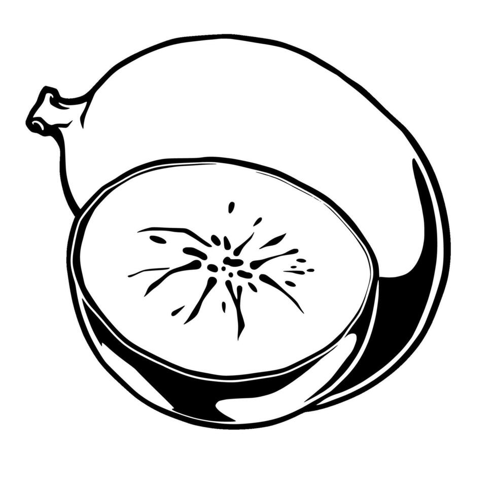 Halved Golden Kiwi Fruit Illustration Vibrant Yellow Center vector