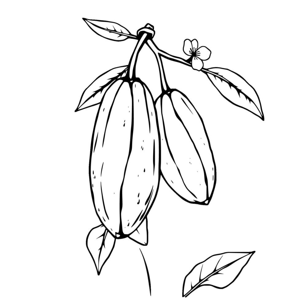 Cacao Pods on Branch with Blossom Line Art Illustration vector