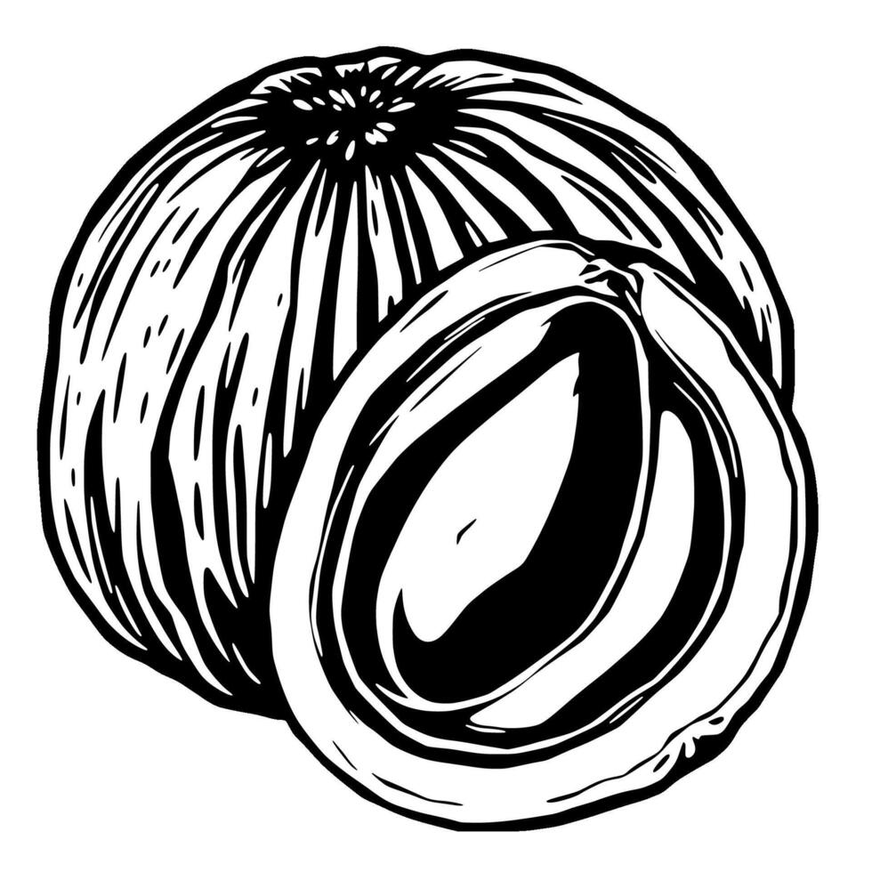 Intricate Line Drawing Of A Whole And Halved Coconut vector