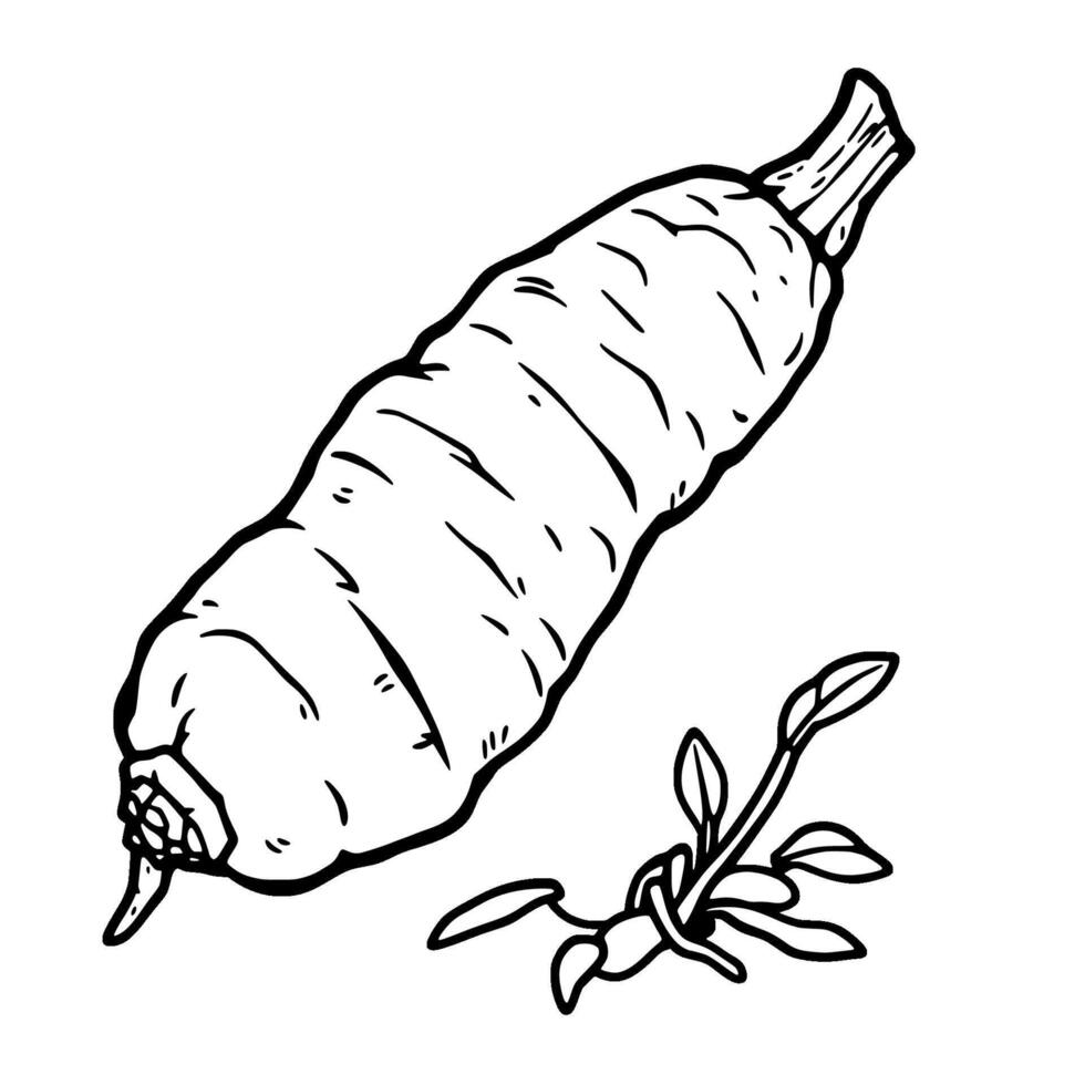 Yellow Ginseng Root and Sprout A Detailed Illustration vector