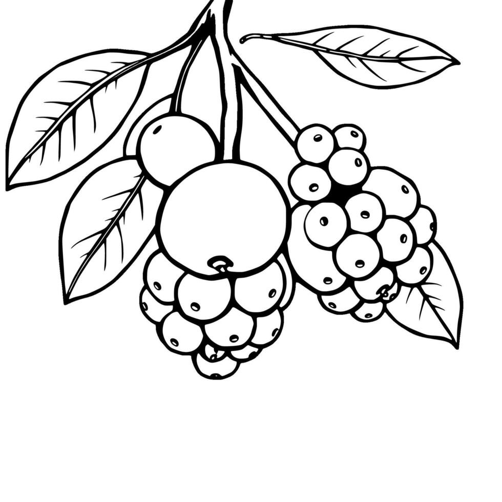Line Art Drawing Of Berries And Fruit On Branch vector