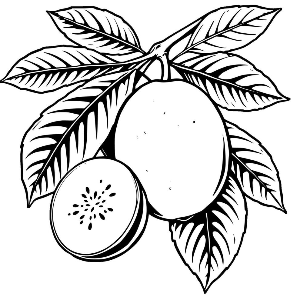Detailed Line Art Illustration Of A Kiwi Fruit On The Branch With Leaves vector