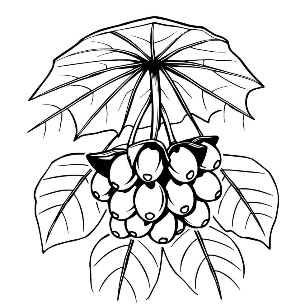 Detailed Illustration Of A Cluster Of Berries Hanging From A Plant With Large Leaves vector