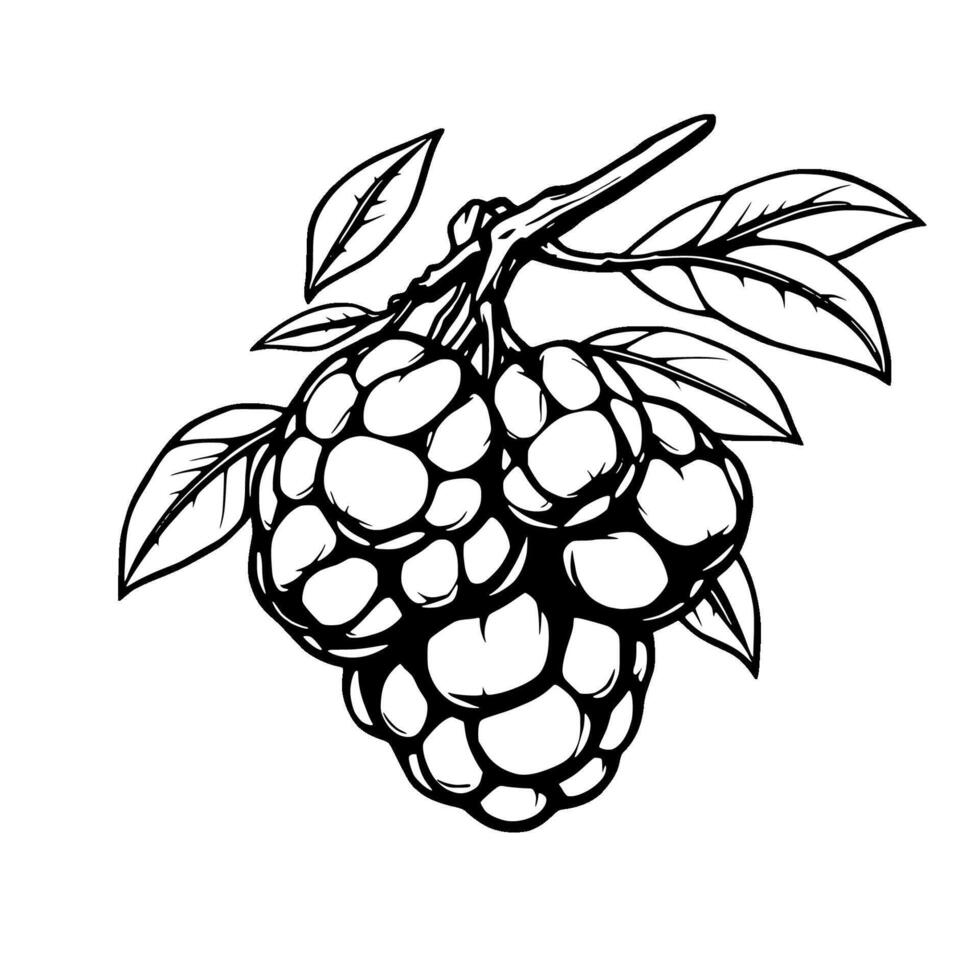 Cluster Of Black And White Illustrated Raspberries On Branch vector