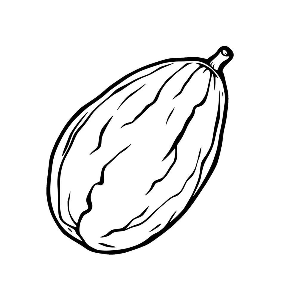 Line Drawing Of A Single Dried Fig Isolated On White vector