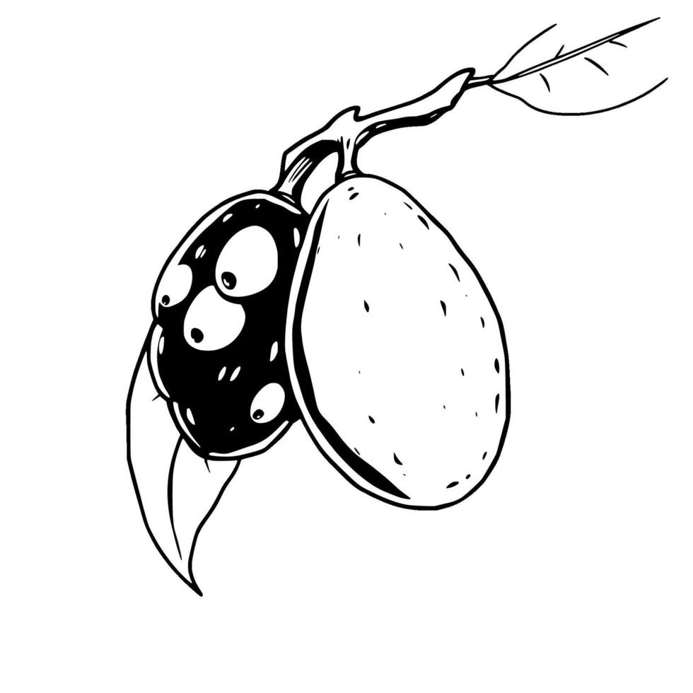 Stylized Line Drawing Of An Almond Pod Opening To Reveal Seeds vector