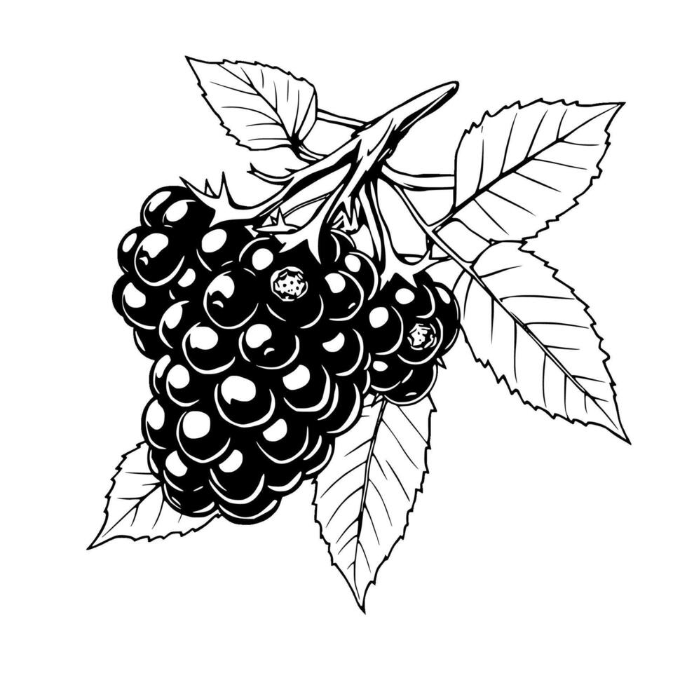 A Detailed Line Drawing Of Blackberries On The Vine With Leaves vector