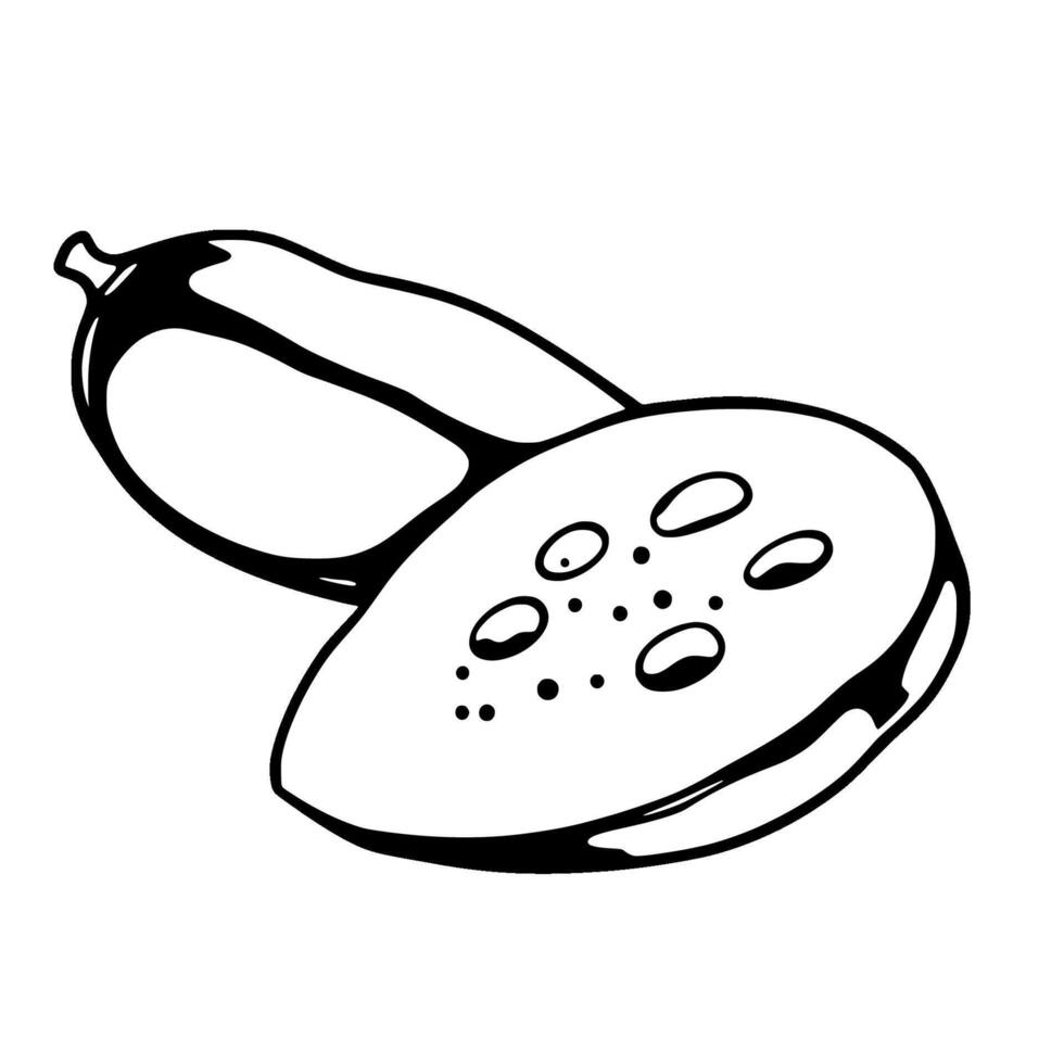 Simple Line Drawing Of A Halved Lotus Seed Pod vector