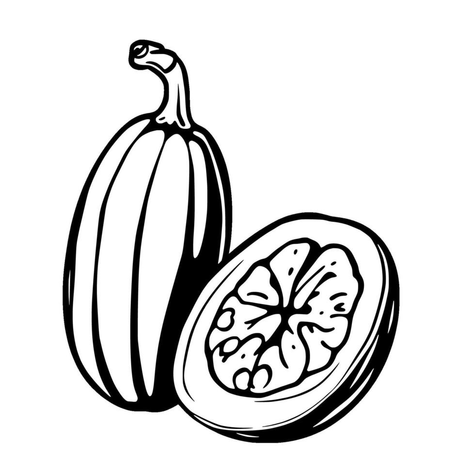 Whole And Halved Nutmeg Aromatic Spice Illustration vector