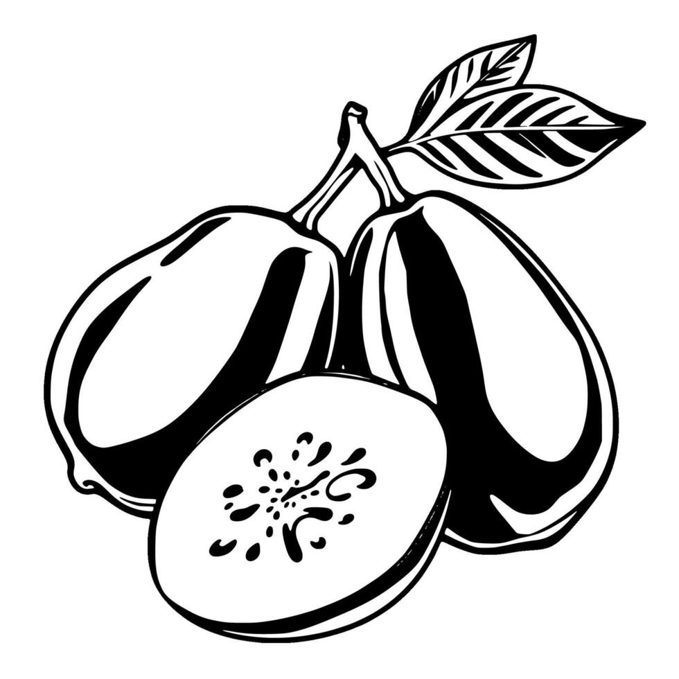 Stylish Black And White Illustration Of Two Kiwifruits And A Slice vector