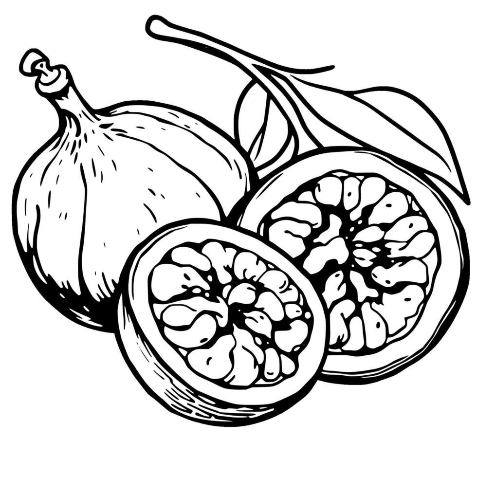 A Detailed Line Drawing Of Figs And Their Halved Counterparts vector