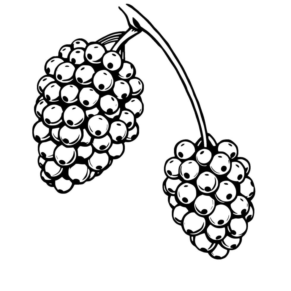 Black And White Illustration Of Two Clusters Of Berries Hanging From A Stem vector
