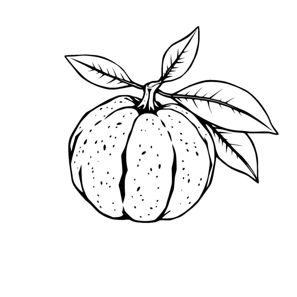 Detailed Line Drawing Of A Mandarin Orange With Leaves vector