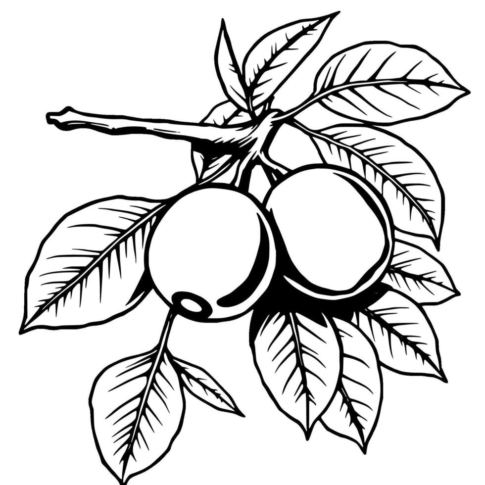 Two Red Berries on Branch with Gray Leaves Illustration vector