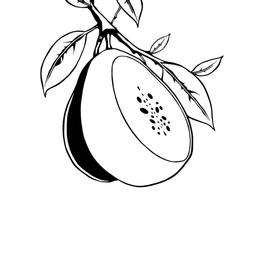 Halved Orange Fruit Hanging From Branch With Leaves vector