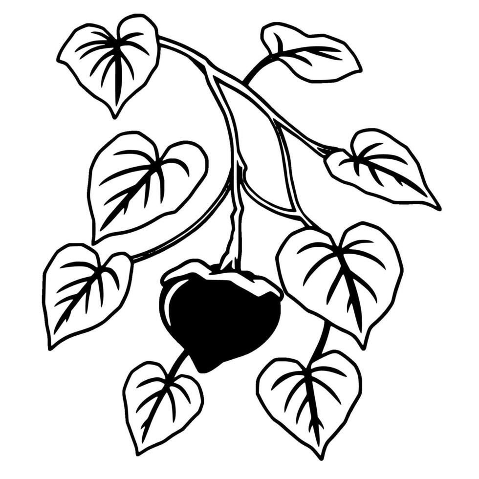 Purple Fruit Hanging From Branch With Gray Leaves Illustration vector