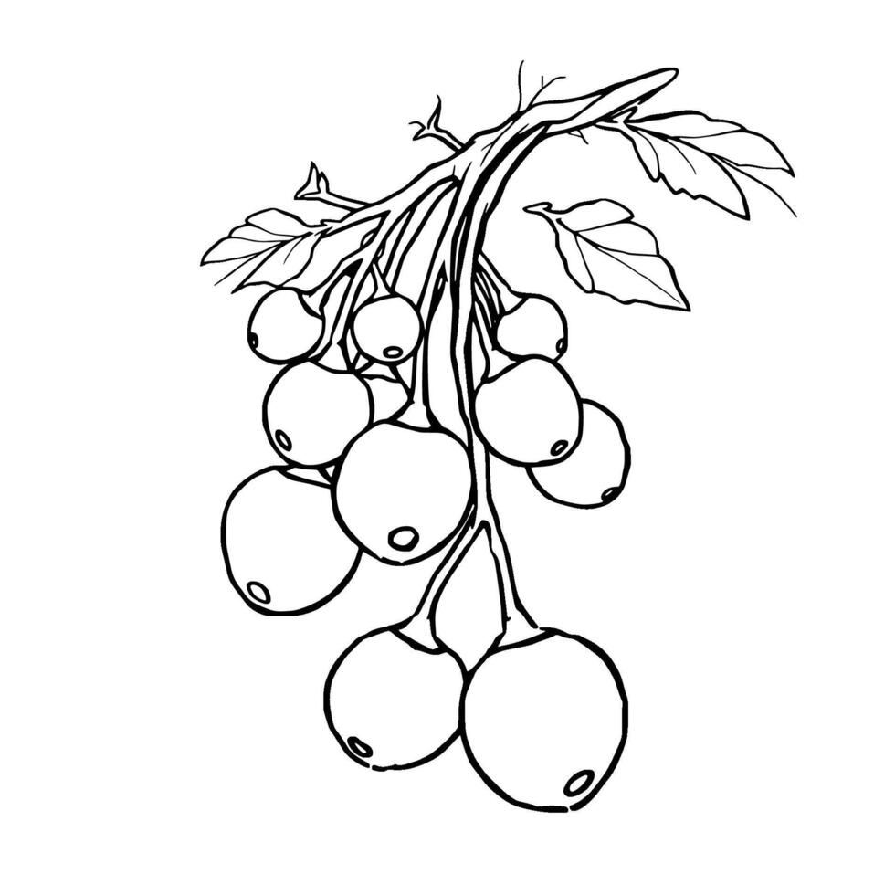 Line Drawing Of A Branch With A Cluster Of Round Berries vector