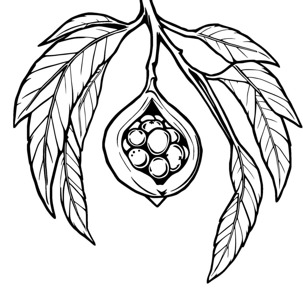 Line Art Illustration Of A Tropical Fruit Pod With Seeds And Leaves vector