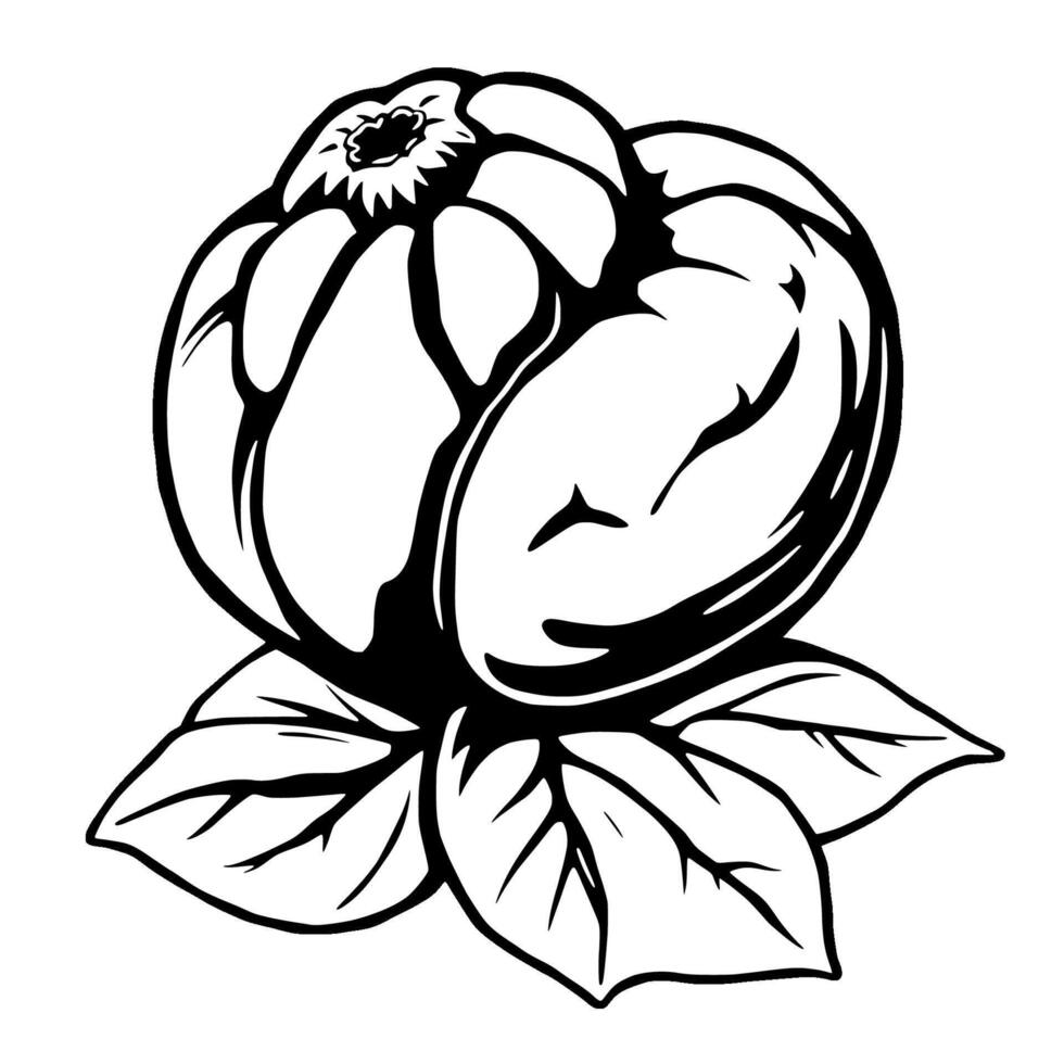 Stylized Black And White Illustration Of A Single Rounded Fruit With Leaves vector