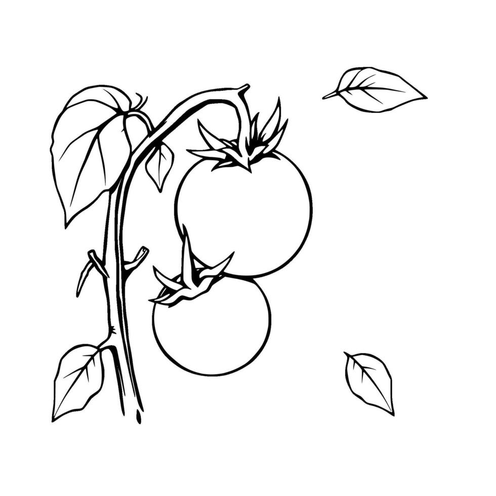 Two Ripe Tomatoes on Vine Fresh From Garden Simple Line Art Illustration vector