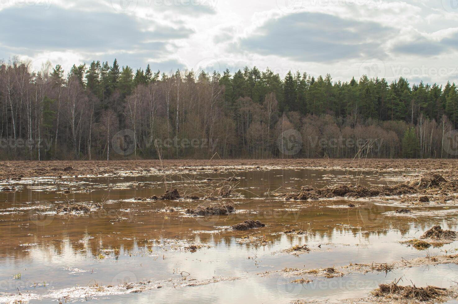 plowed sowing field flooded with meltwater. Spring landscape in the field Huge puddle near a pine forest. High quality photo