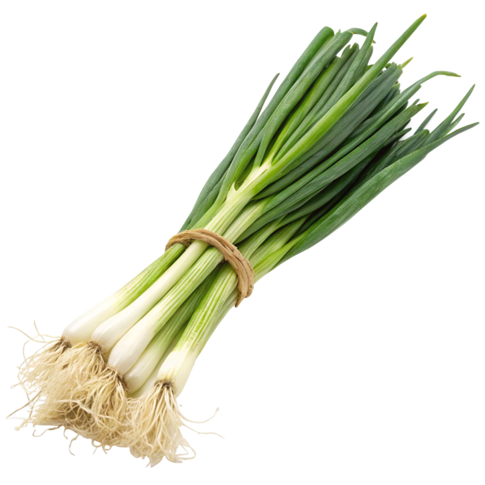A Bundle of Fresh Green Onions with Visible Roots png