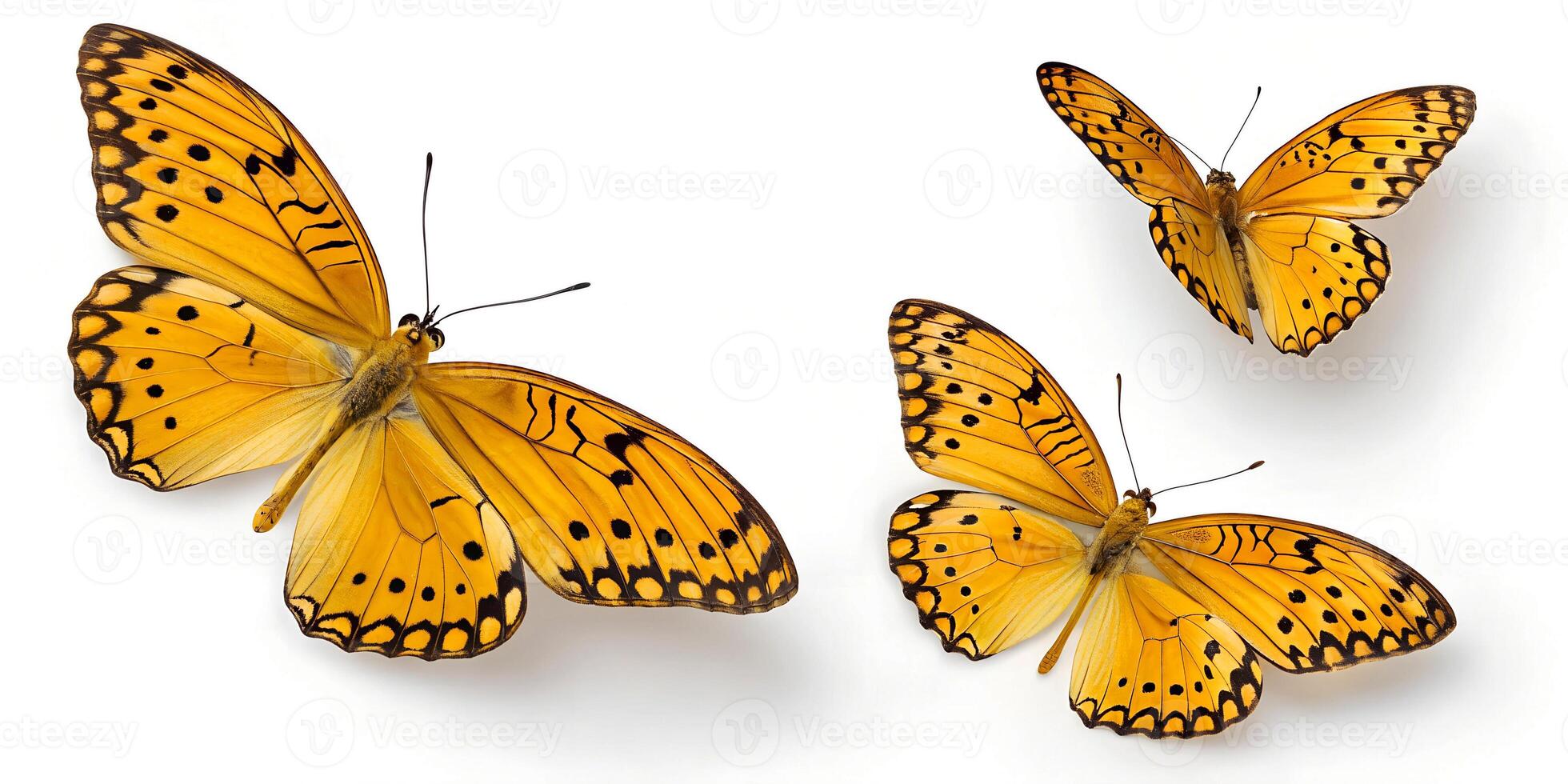 Elegant Yellow Butterflies with Intricate Black Patterns photo