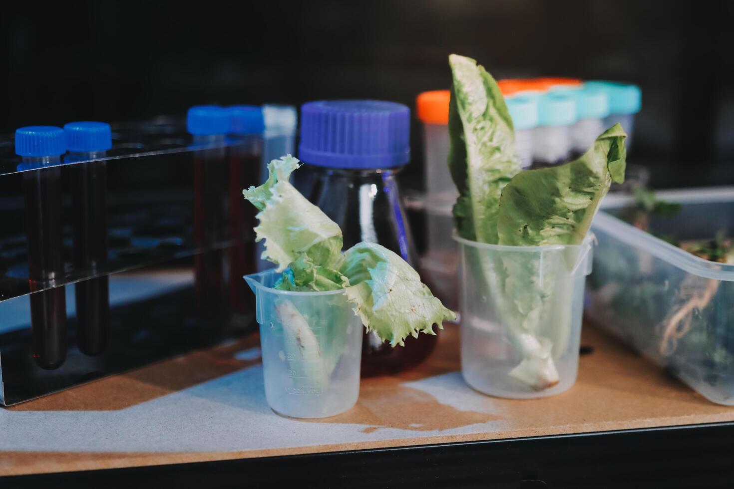 A table with a bunch of lettuce and a bottle of water photo