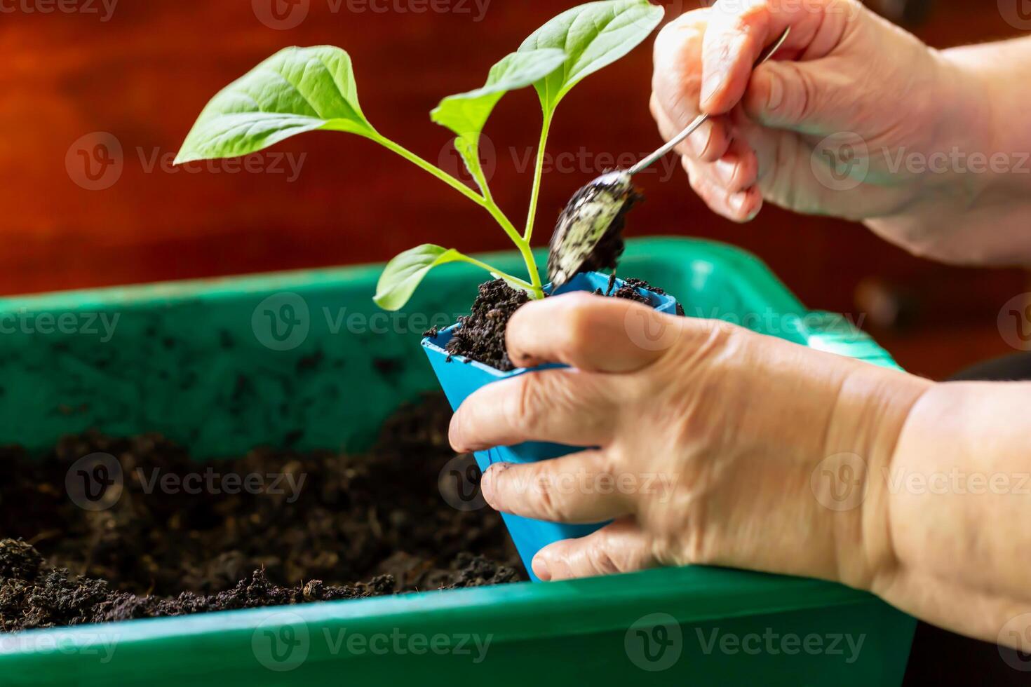 Close-up of hands gently adding soil to small green plant in blue container using spoon, representing care and indoor gardening. Adding soil to young plant. Locally grown. Selective focus photo