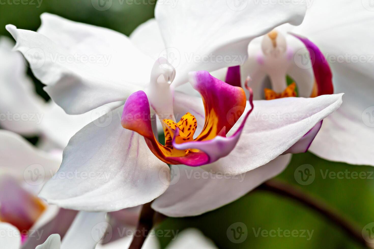White orchid in macro close-up with intricate details and vibrant purple and orange accents. Delicate petals and natural patterns create elegant and exotic floral aesthetic. Perfect for nature themes photo