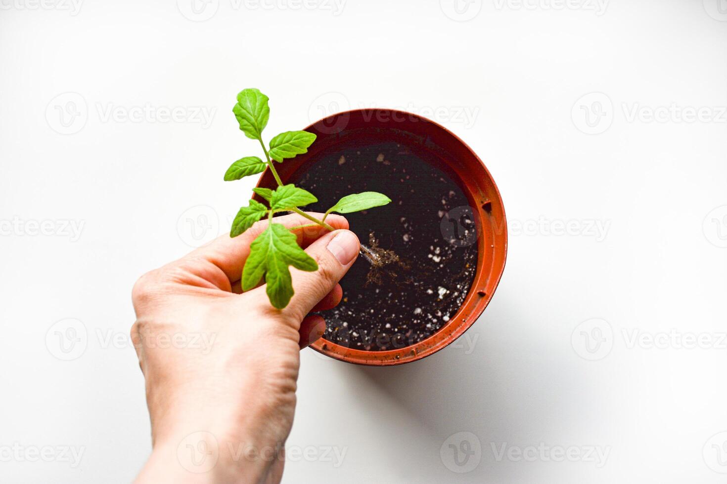 Replanting tomatoes. A hand holding a young tomato seedling above a pot filled with dark soil. The seedling features several green leaves and a thin stem. The pot is ready for planting, emphasizing photo