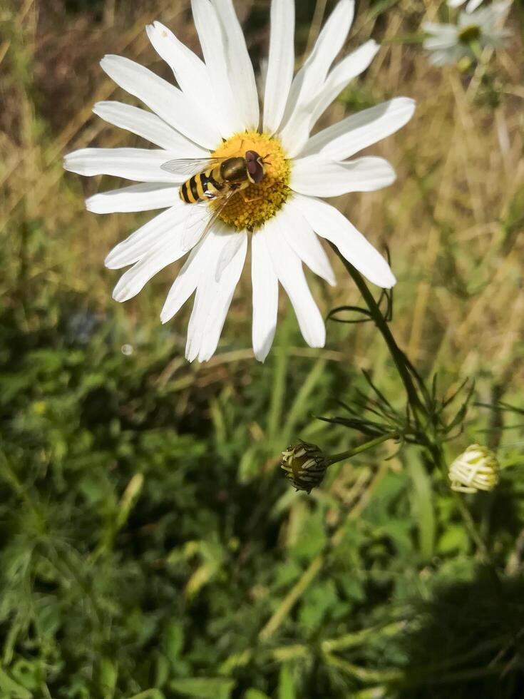 Wild camimile in the woods with a wasp on it photo