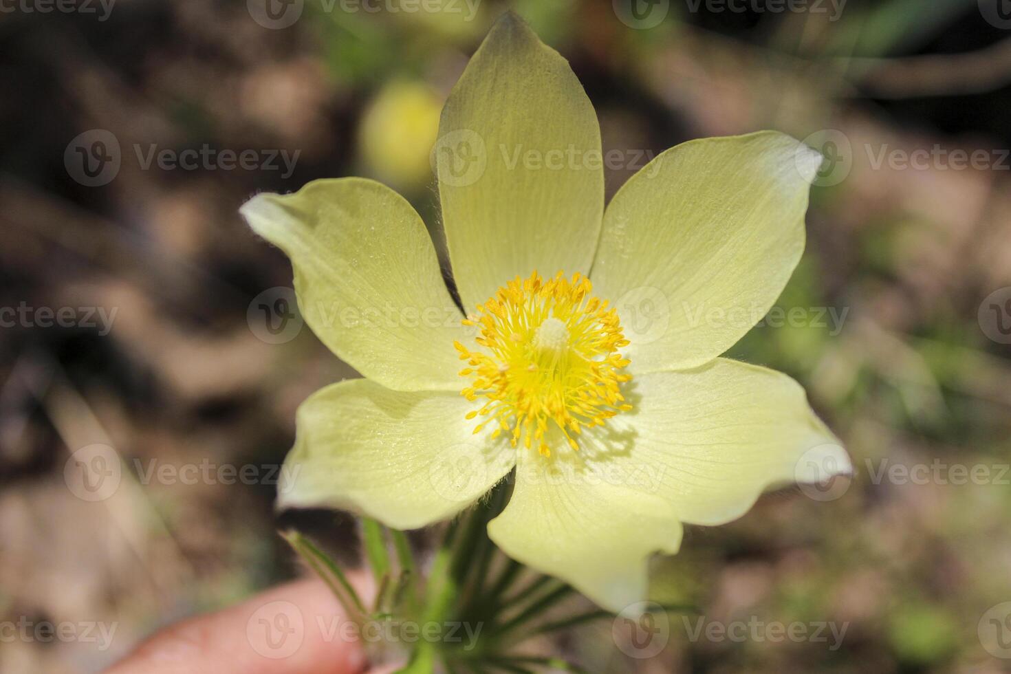 delicate yellow flower in full bloom. A primrose on blurred background. First spring flowers, snowdrops in the wood. Flower picking. Endangered plants concept. photo