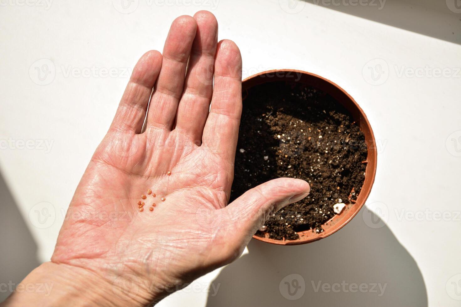 A hand holding seeds. A hand with small seeds above a flower pot filled with dark soil. Gardening concept photo