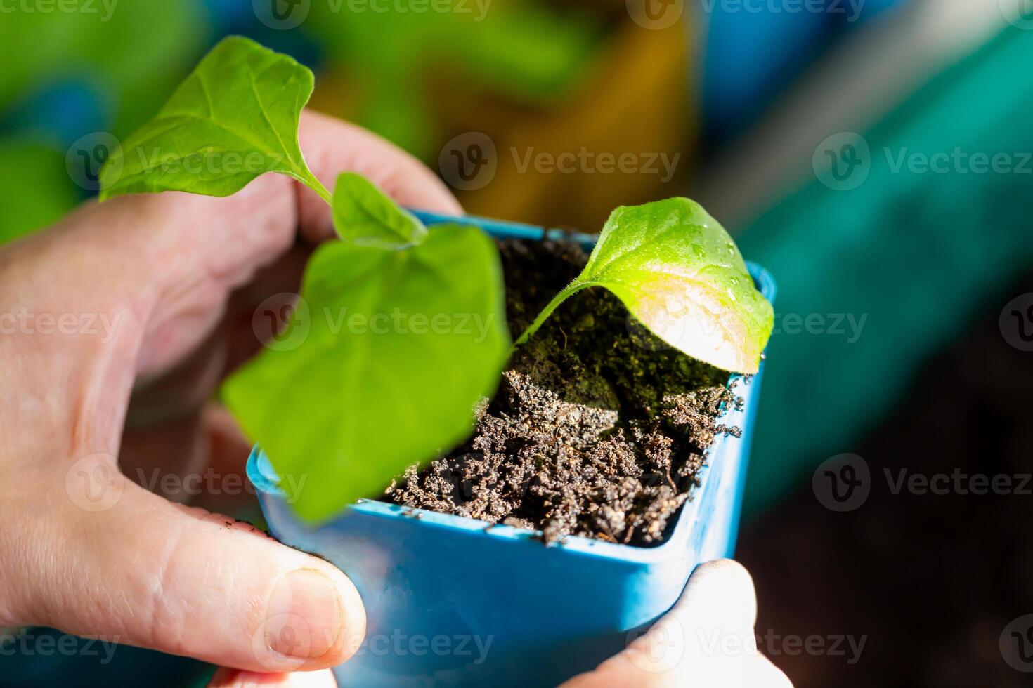 Close-up of hands gently holding blue pot with young green seedling and fresh soil, symbolizing plant care and early gardening. Hands holding green seedling pot. Locally grown. Selective focus photo