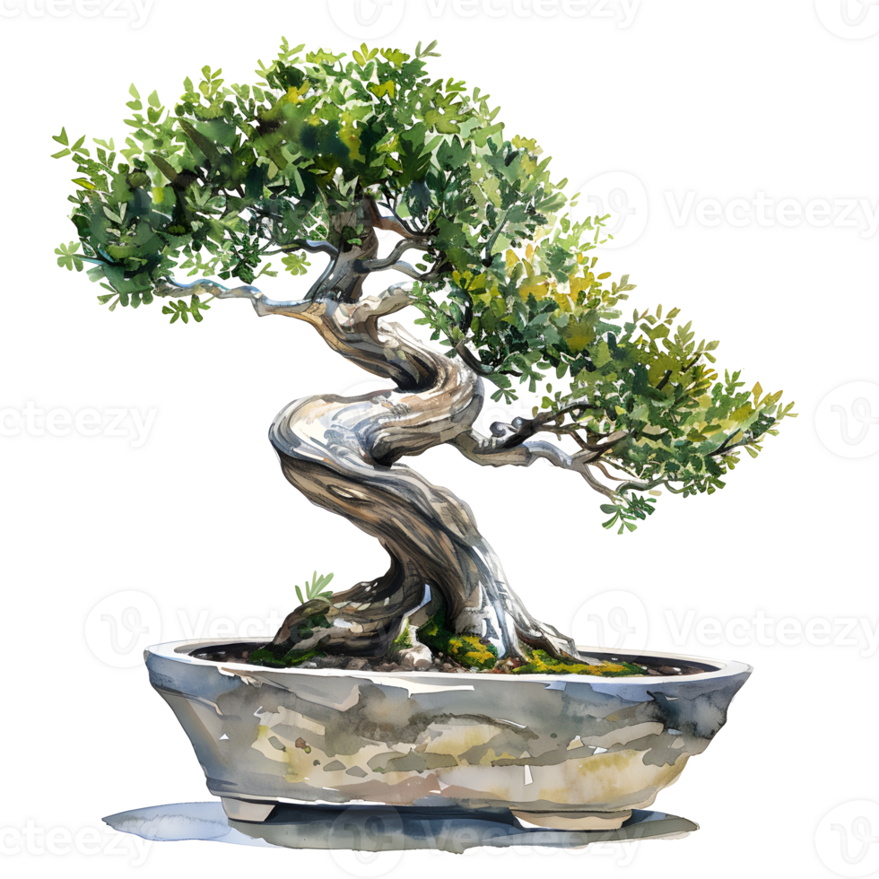 Bonsai Tree in Stone Pot Captured a close-up view of a meticulously shaped bonsai tree, planted in a weathered stone pot, its branches and leaves showcasing meticulous care and artistic pruning. png