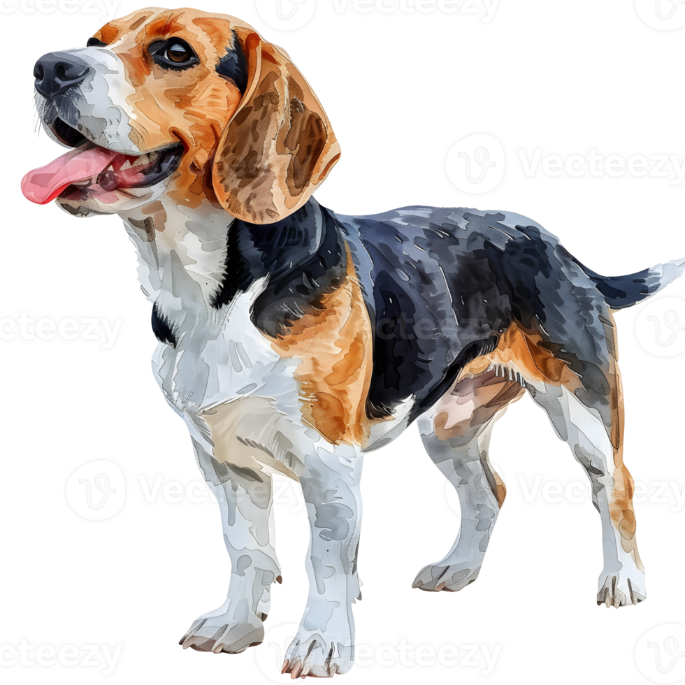 beagle stands confidently, showcasing its expressive eyes, floppy ears, and tricolor coat. Its playful tongue hints at the joyful personality. png