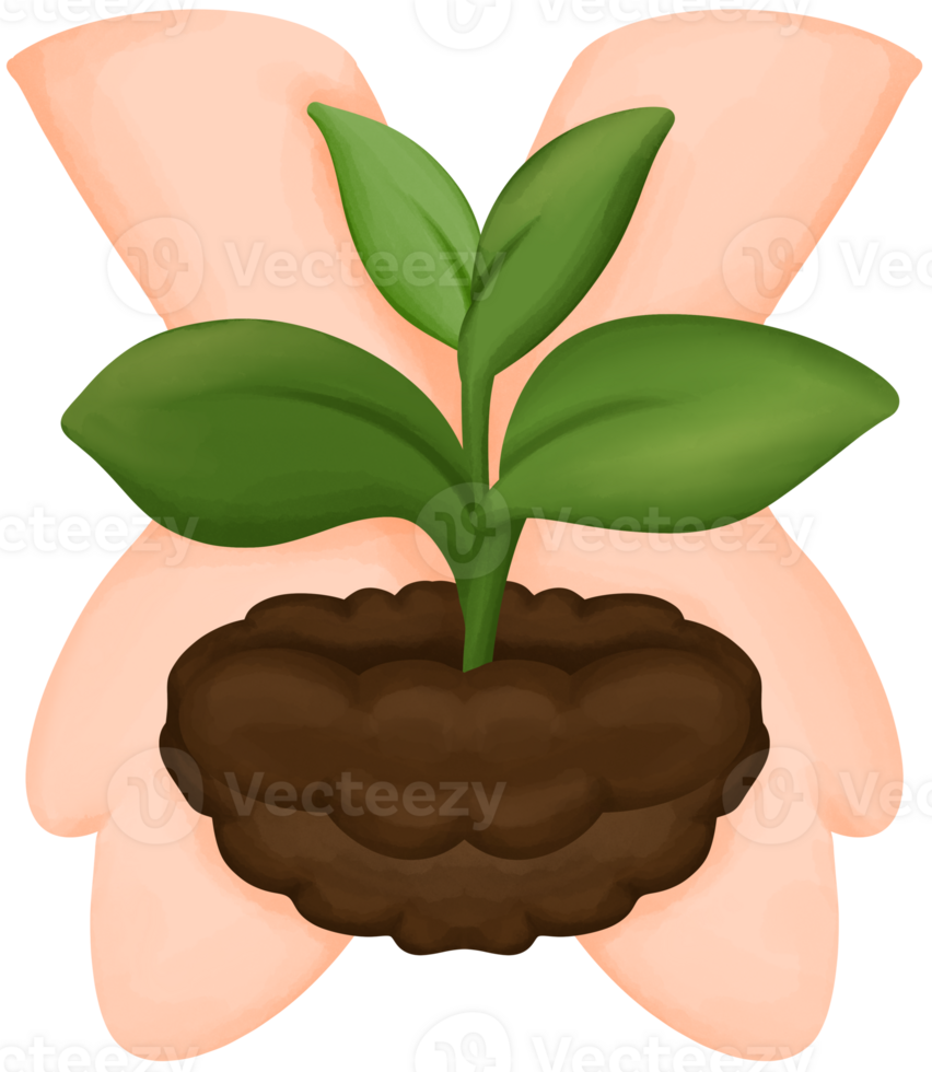 Illustration of hands holding a small tree png