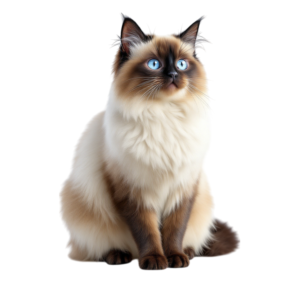 A cat with blue eyes sitting down png