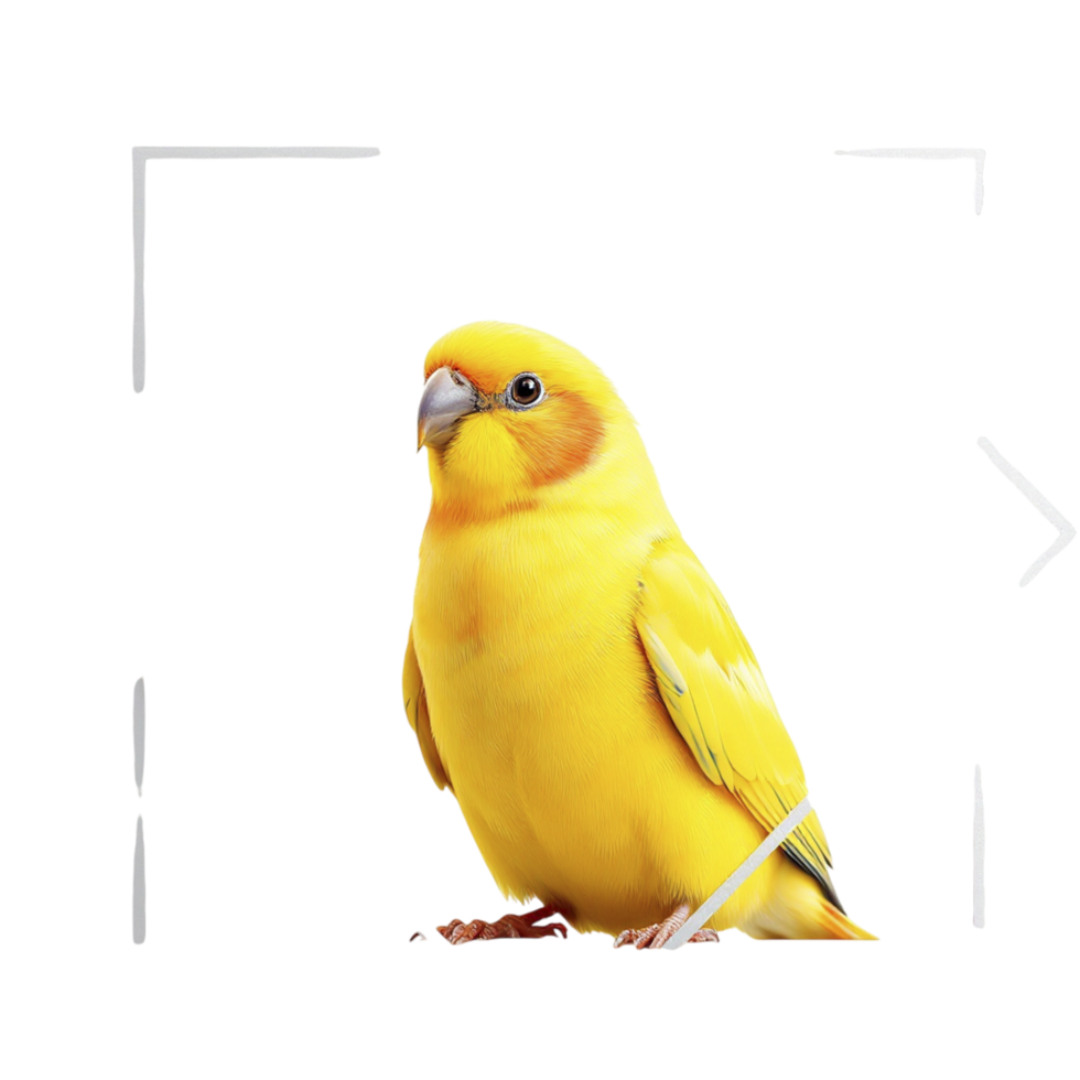 A yellow bird sitting on a black background png