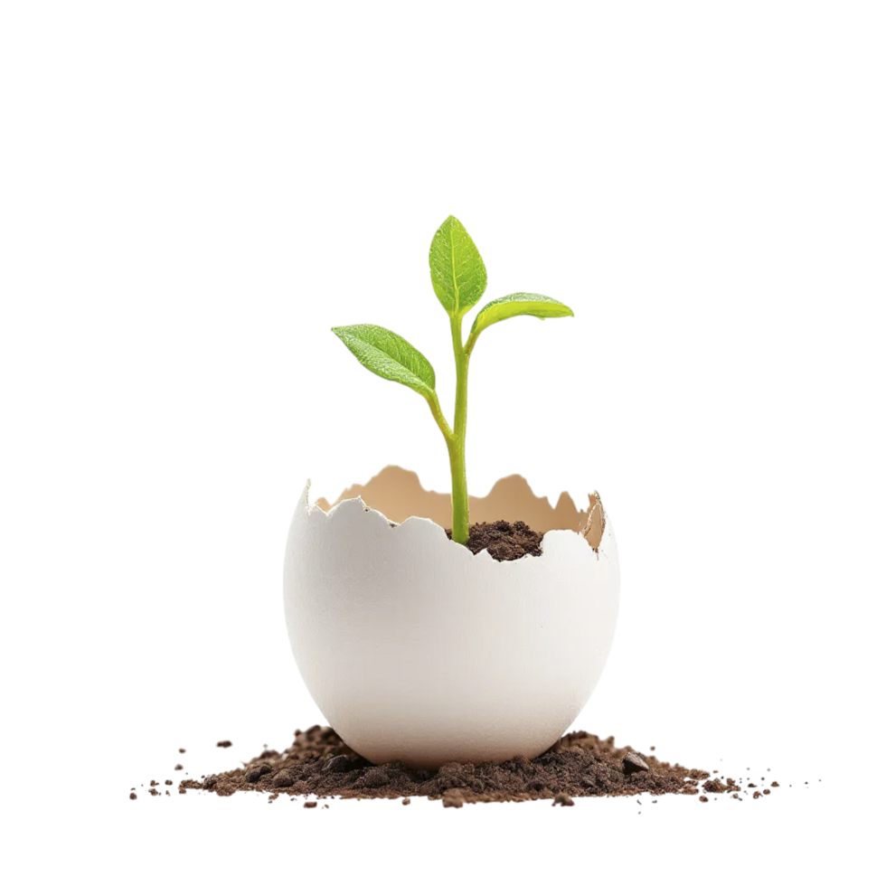 A young plant sprouting from an egg shell on a black background png