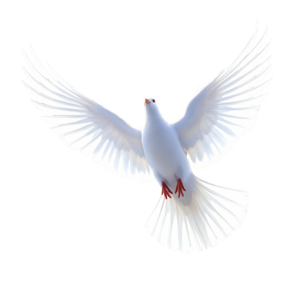 A white dove flying in the air png
