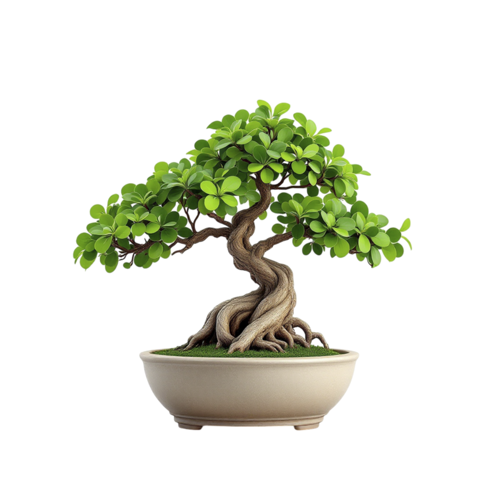 Bonsai tree in a pot on a black background png