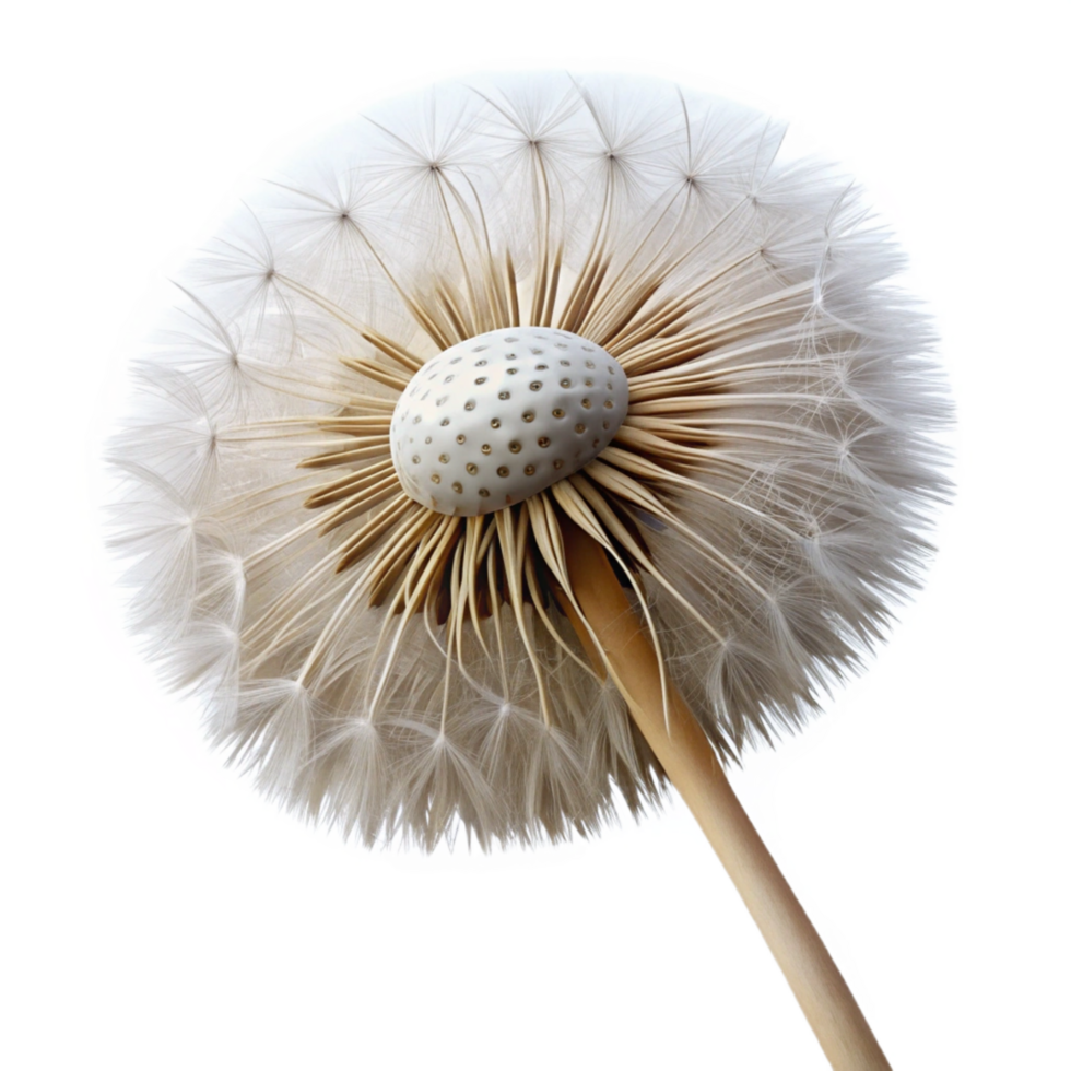 serene modern Close-up of a single dandelion seedhead original png