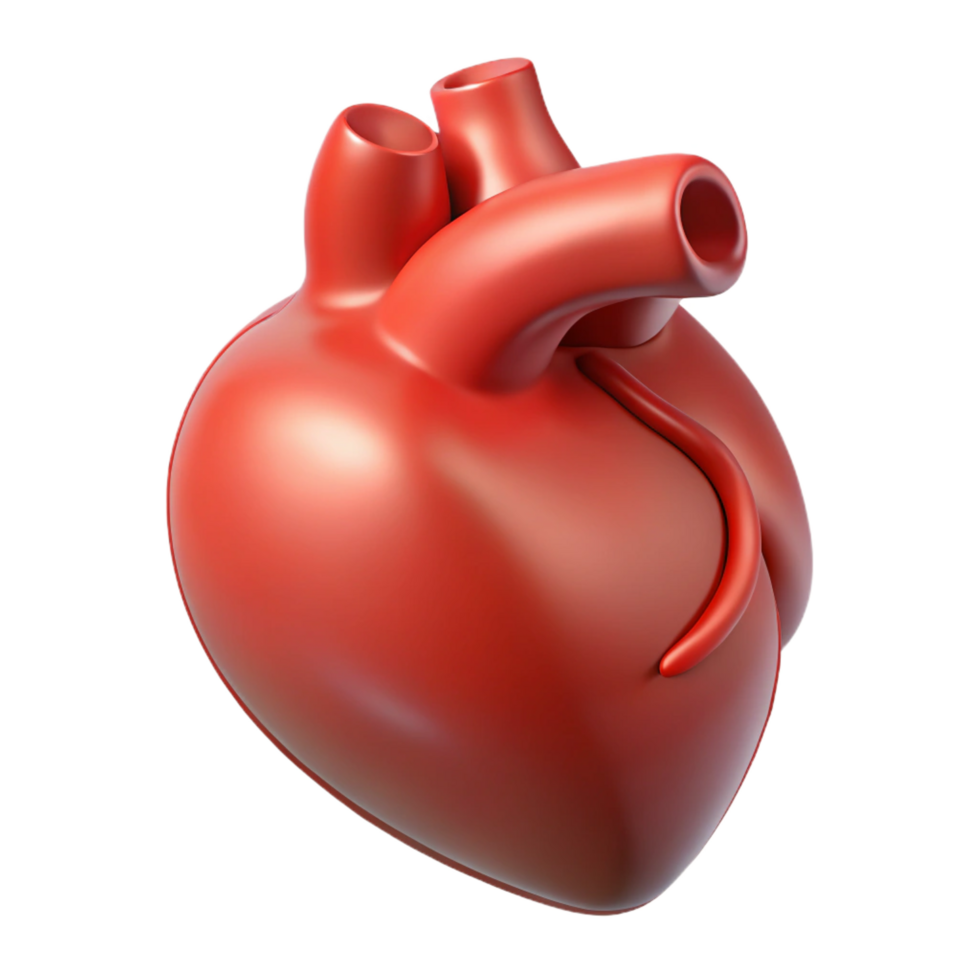 serene modern A realistic illustration of a single human heart authentic png