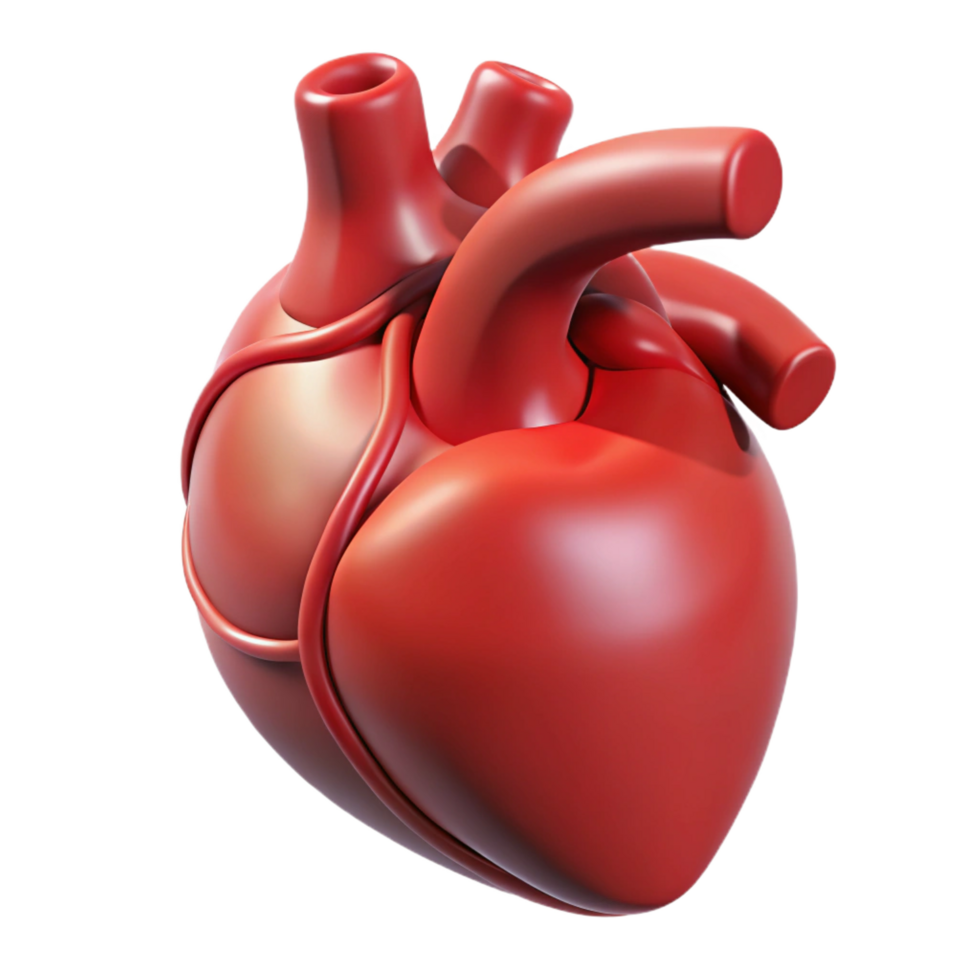 beautiful traditional A single, human heart, anatomical, realistic high resolution png