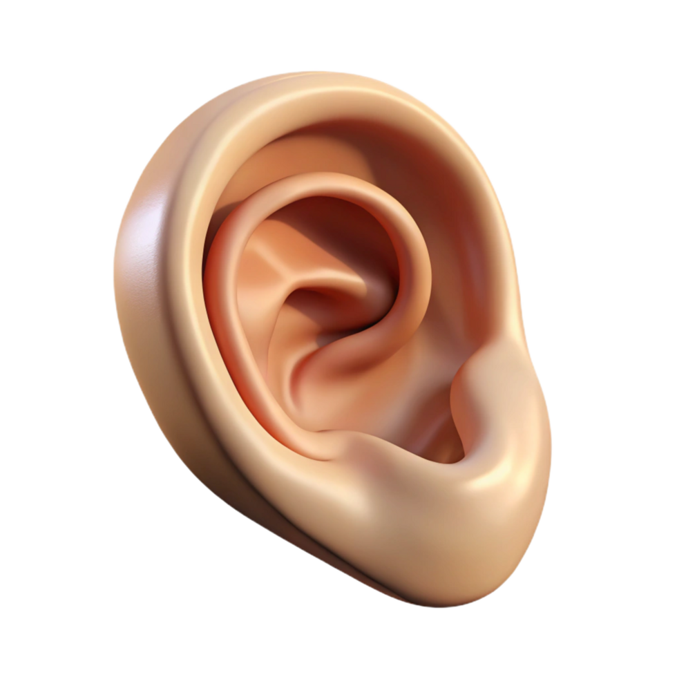 elegant classic A realistic, human ear original png